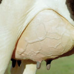 JOSERA udder