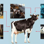 JOSERA graphic shows the effects of the background noise