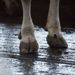 JOSERA claws of cattle