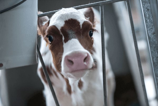 FAQ calf rearing