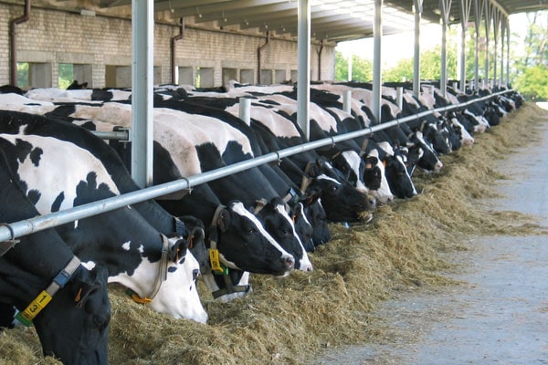 JOSERA DairyPilot – Increase the milk yield of your herd now!