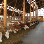 JOSERA Cattle in the stable, view of the stable alley