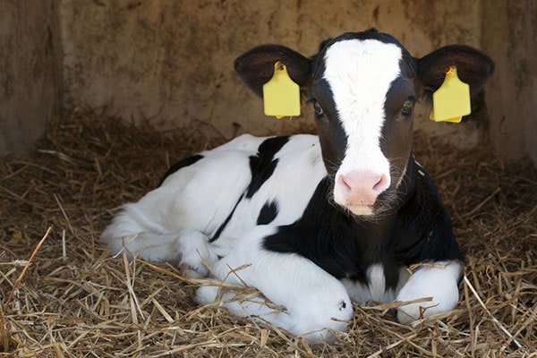 JOSERA calf lying in the stable